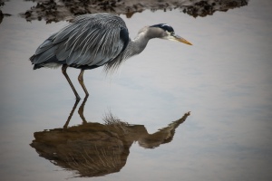 Reflection of a Heron