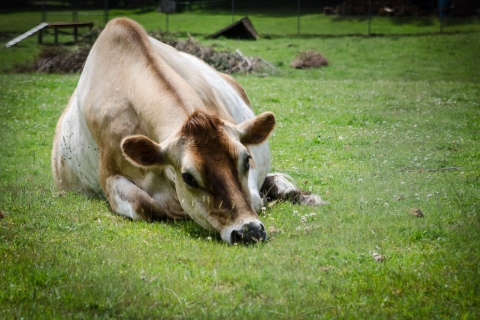Sleeping Cow