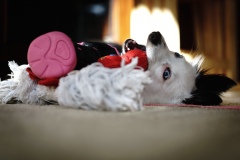 BrokenPuppy