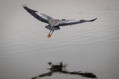 Capitol Lake Blue Heron