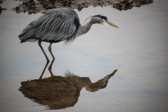 Reflection of a Heron