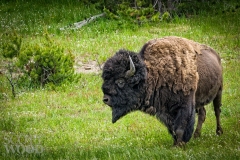Lone Bison
