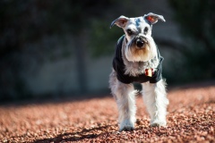 Phils Dog