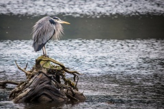Blue Heron Standing Guard