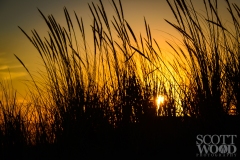 Sea Grass