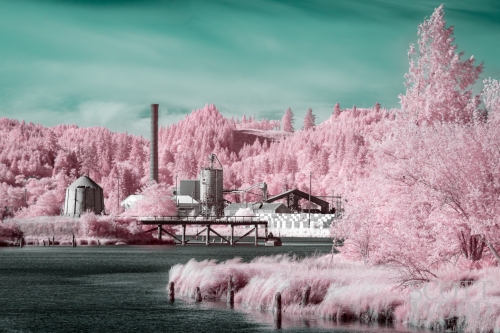 Cotton Candy Raymond