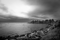 Drift Wood