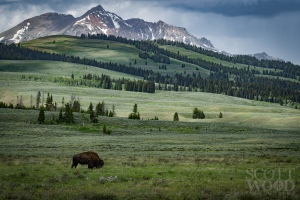 American Bison in Yellowstone