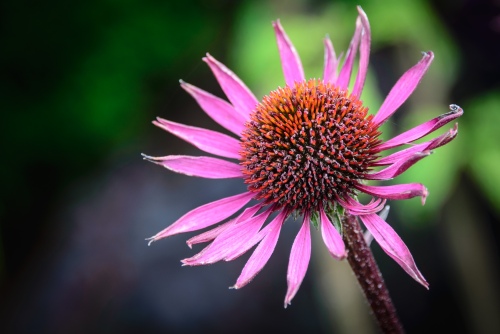 Purple Flower