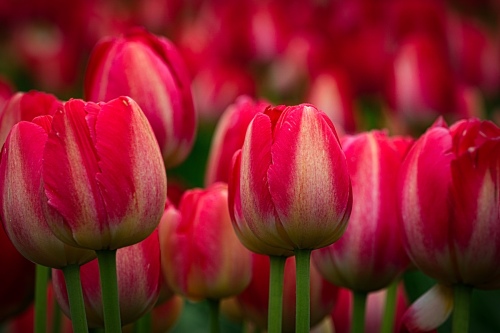 Red Tulips
